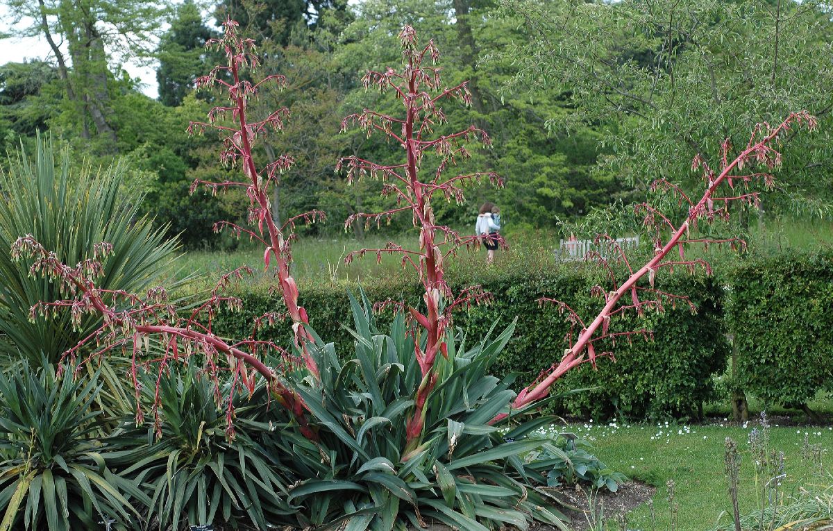 Asparagaceae Beschorneria yuccoides