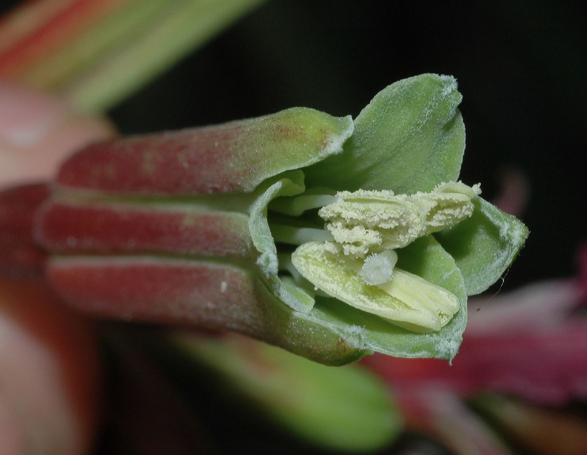 Asparagaceae Beschorneria yuccoides