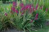 image of Gladiolus byzantinus