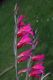 image of Gladiolus byzantinus