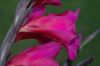 image of Gladiolus byzantinus