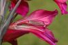 image of Gladiolus byzantinus