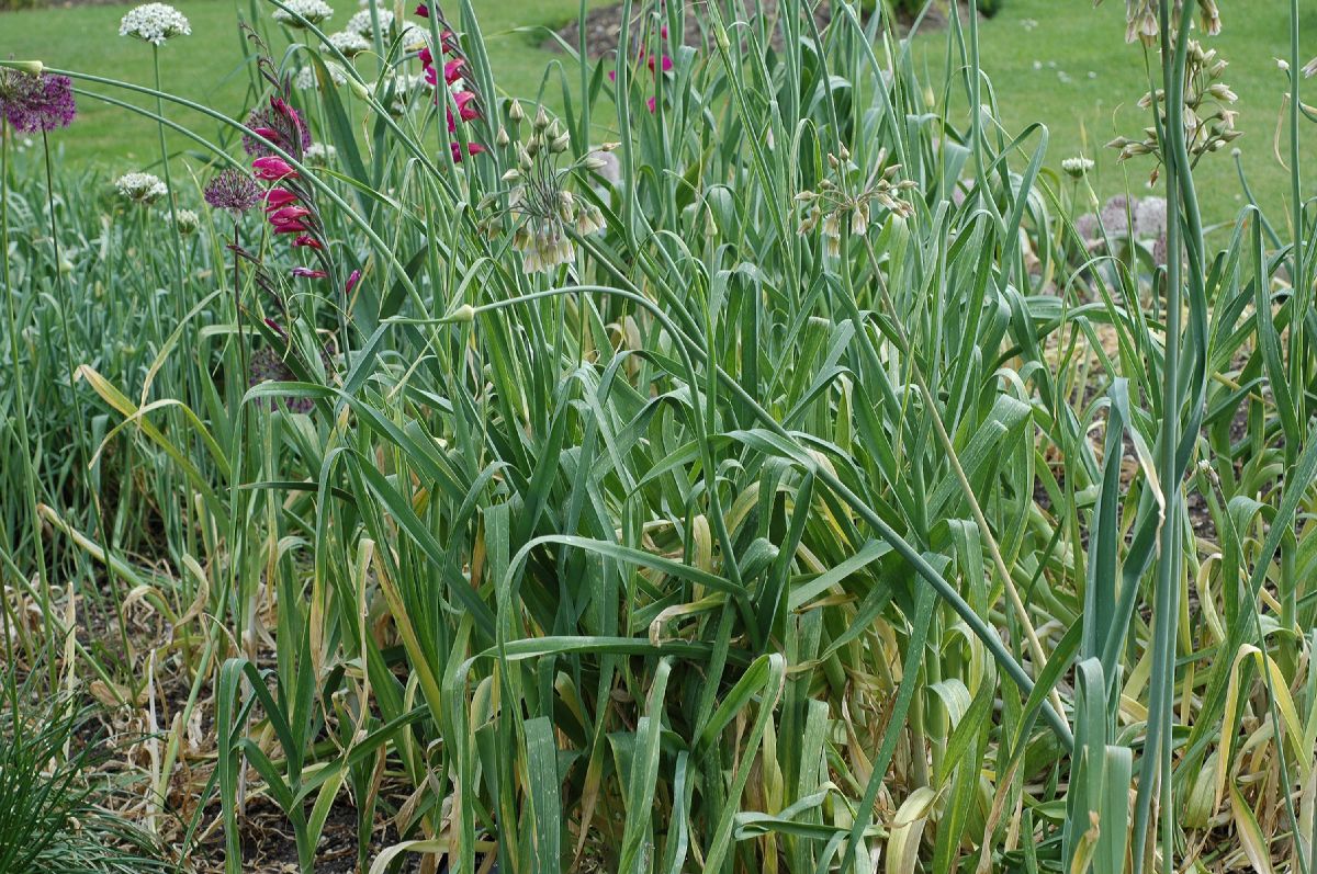 Amaryllidaceae Nothoscordum borbonicum