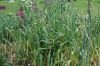 image of Nothoscordum borbonicum