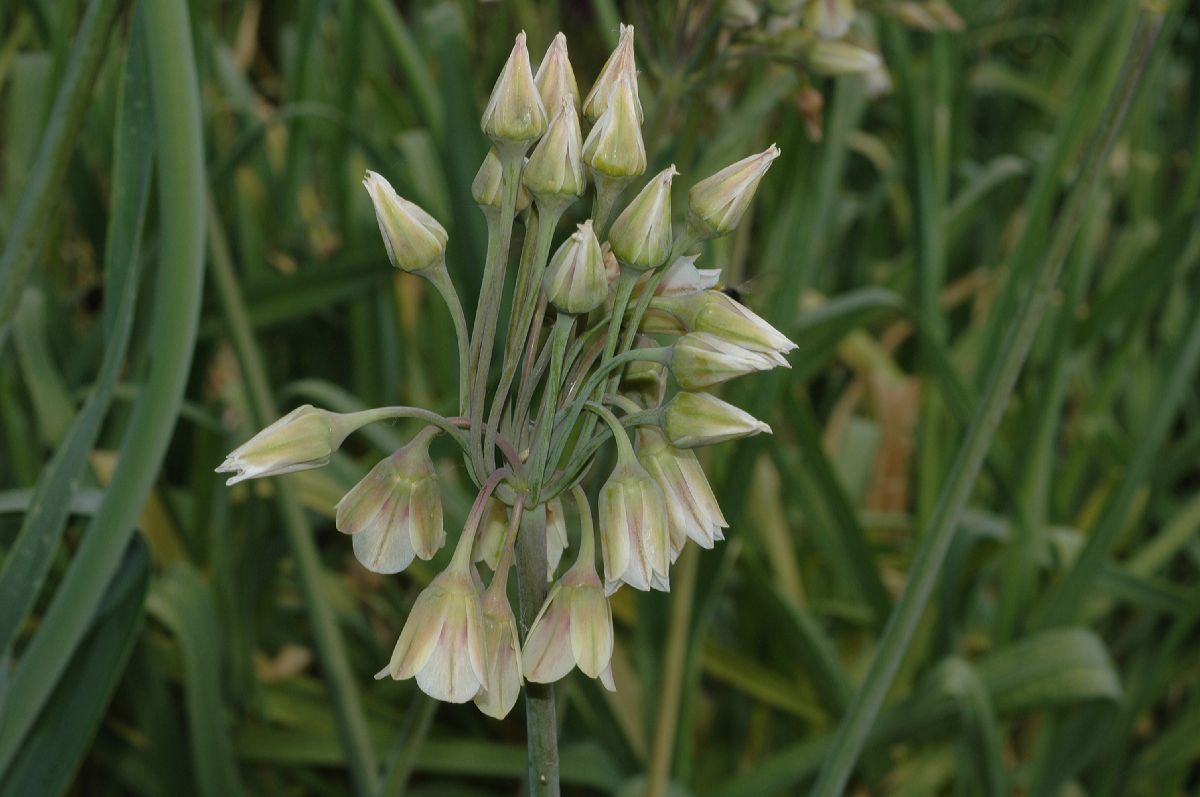 Amaryllidaceae Nothoscordum borbonicum