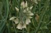 image of Nothoscordum borbonicum