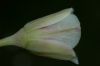 image of Nothoscordum borbonicum