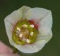image of Nothoscordum borbonicum