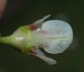 image of Nothoscordum borbonicum