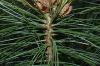 image of Pinus wallichiana