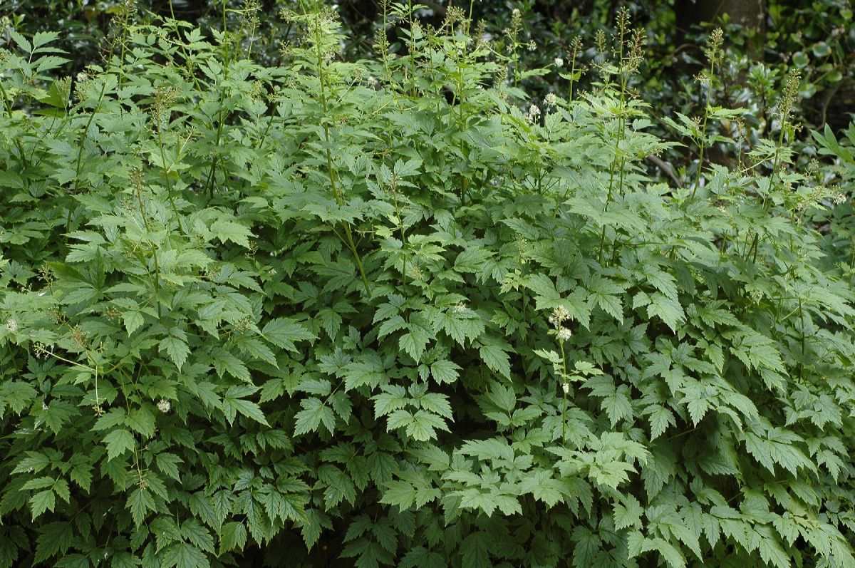 Ranunculaceae Actaea rubra