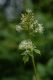 image of Actaea rubra