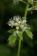 image of Actaea rubra
