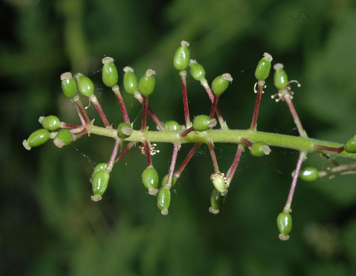 Ranunculaceae Actaea rubra