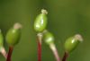 image of Actaea rubra