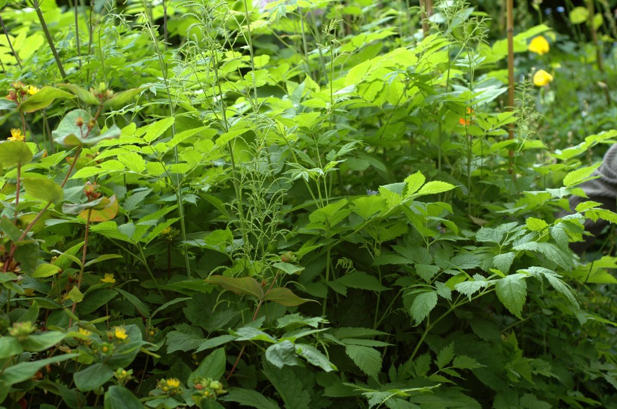 Rosaceae Aruncus dioicus