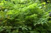 image of Aruncus dioicus