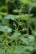 image of Aruncus dioicus