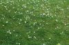 image of Bellis perennis