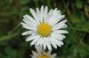 image of Bellis perennis