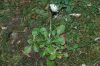 image of Bellis perennis