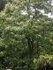 image of Catalpa ovata