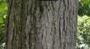 image of Catalpa ovata