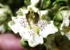 image of Catalpa ovata