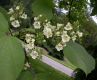 image of Catalpa ovata