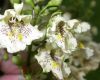 image of Catalpa ovata