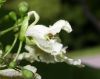 image of Catalpa ovata
