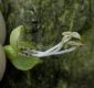 image of Catalpa ovata