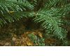 image of Lomariocycas magallanicum