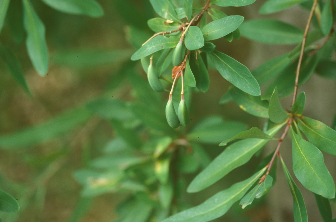 Proteaceae Embothrium coccineum
