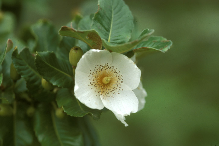 Cunoniaceae Eucryphia cordifolia