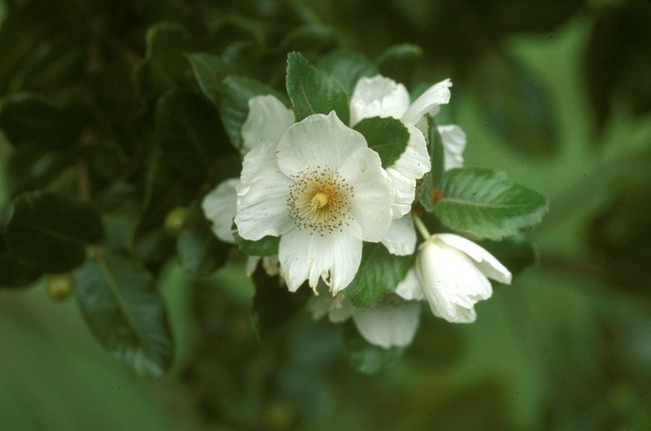 Cunoniaceae Eucryphia cordifolia