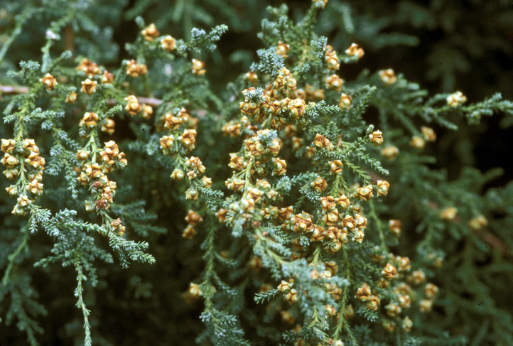 Cupressaceae Fitzroya cupressoides