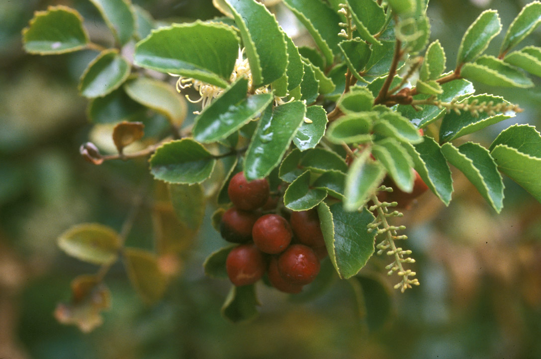 Proteaceae Gevuina avellana