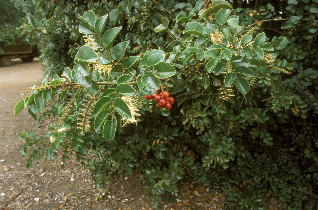 Proteaceae Gevuina avellana
