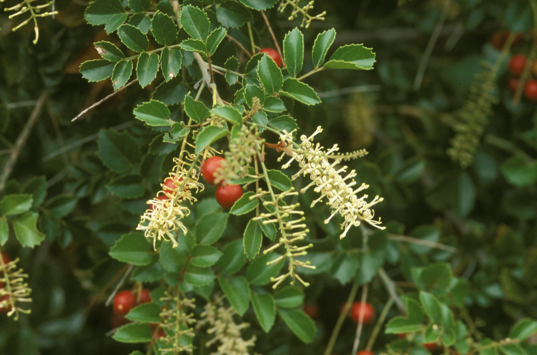 Proteaceae Gevuina avellana