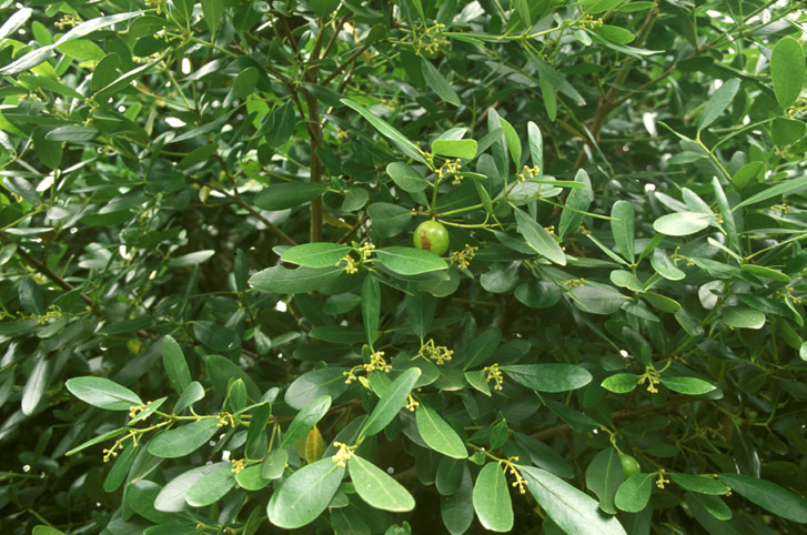 Gomortegaceae Gomortega keule