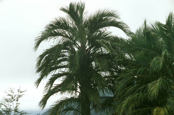 Arecaceae Juania australis