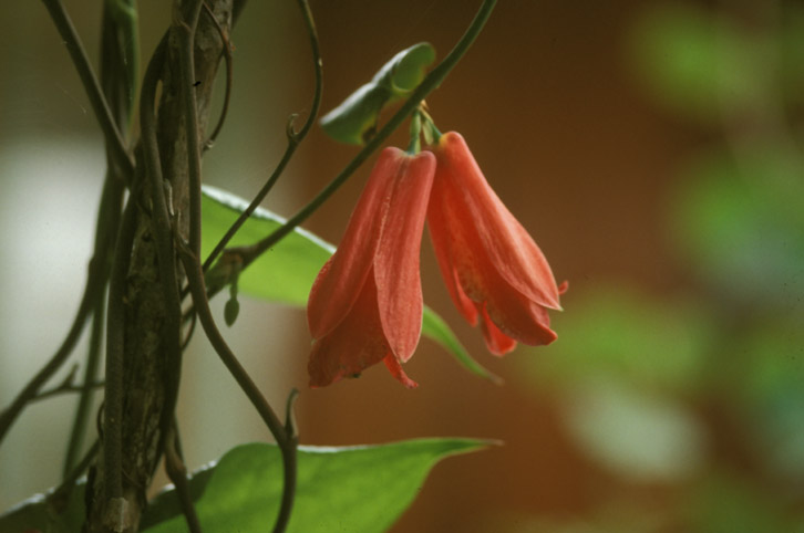 Philesiaceae Lapageria rosea