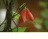image of Lapageria rosea