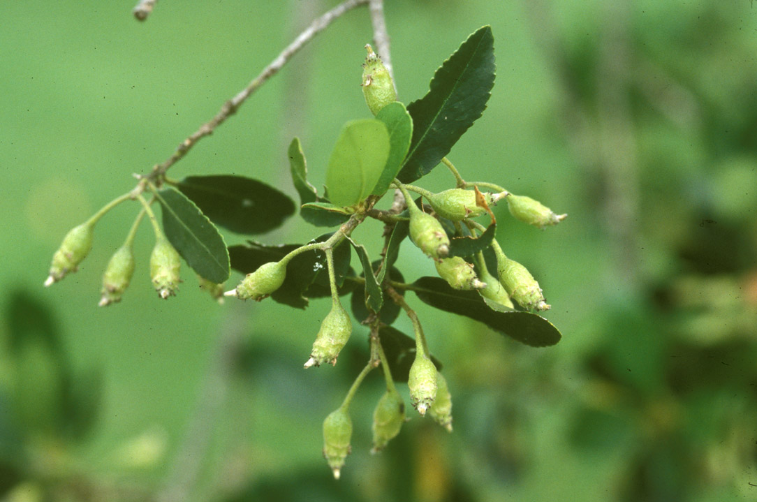 Atherospermataceae Laurelia sempervirens