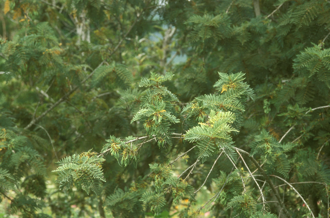 Proteaceae Lomatia ferruginea