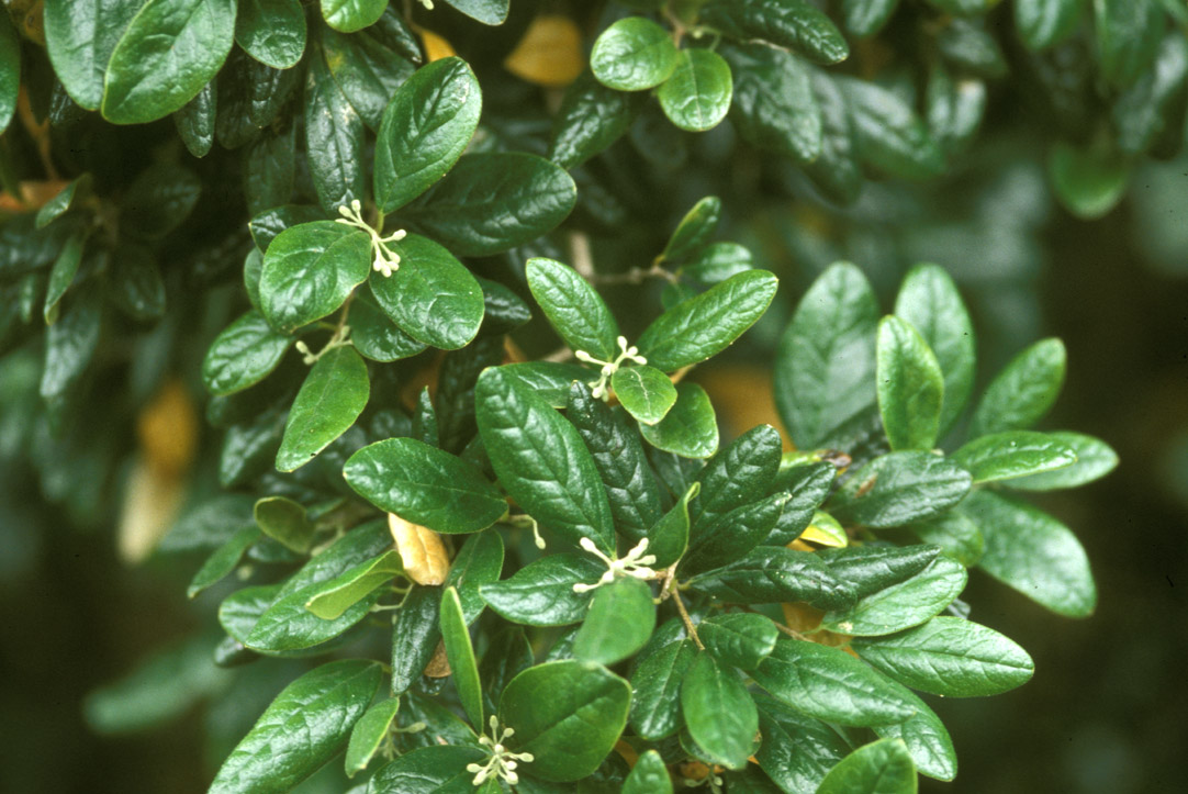 Monimiaceae Peumus boldus