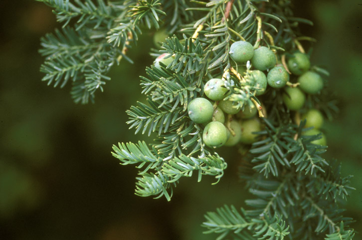 Podocarpaceae Prumnopitys andina