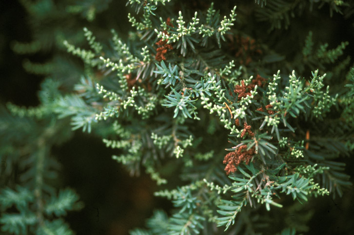 Podocarpaceae Prumnopitys andina