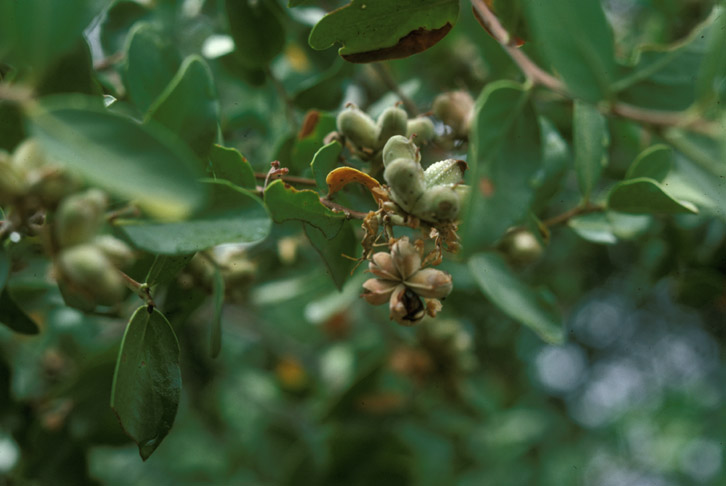 Quillajaceae Quillaja saponaria